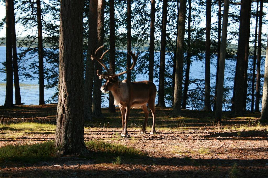 ホテル ローヒーヤラヴェン エラケスクス Lohijärvi エクステリア 写真